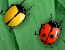 2 Many Bugs Icon
